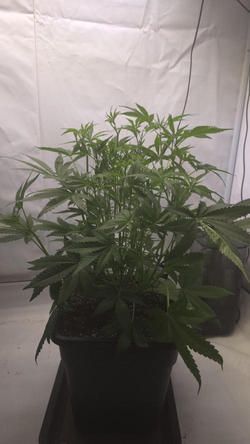 Gorilla Cookies Auto phenohunt #6. Week 6