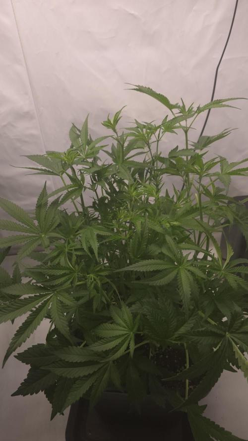 Gorilla Cookies Auto phenohunt #6. Week 6