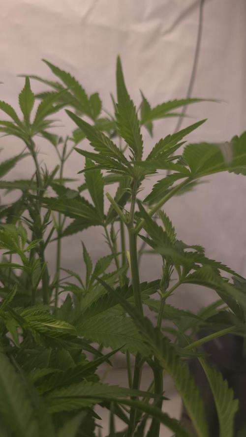 Gorilla Cookies Auto phenohunt #6. Week 6