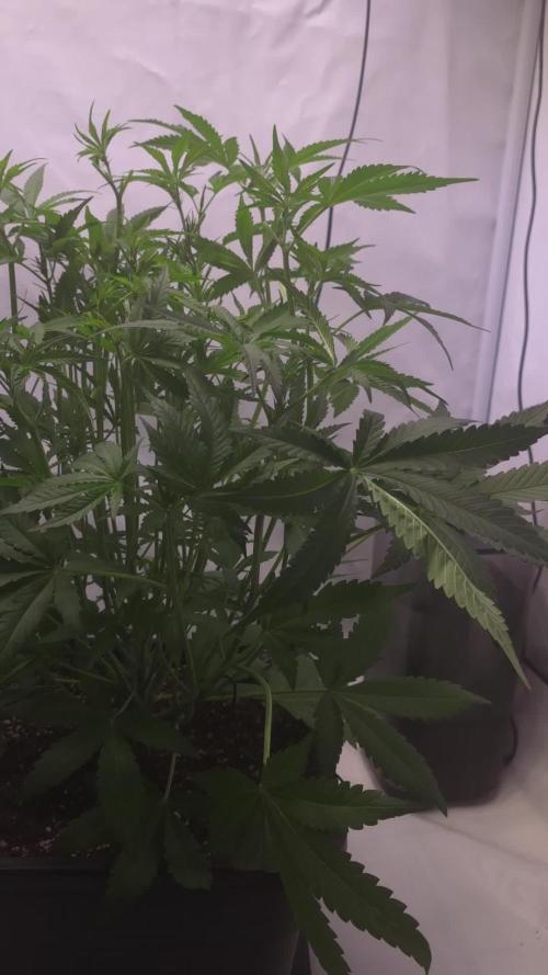 Gorilla Cookies Auto phenohunt #6