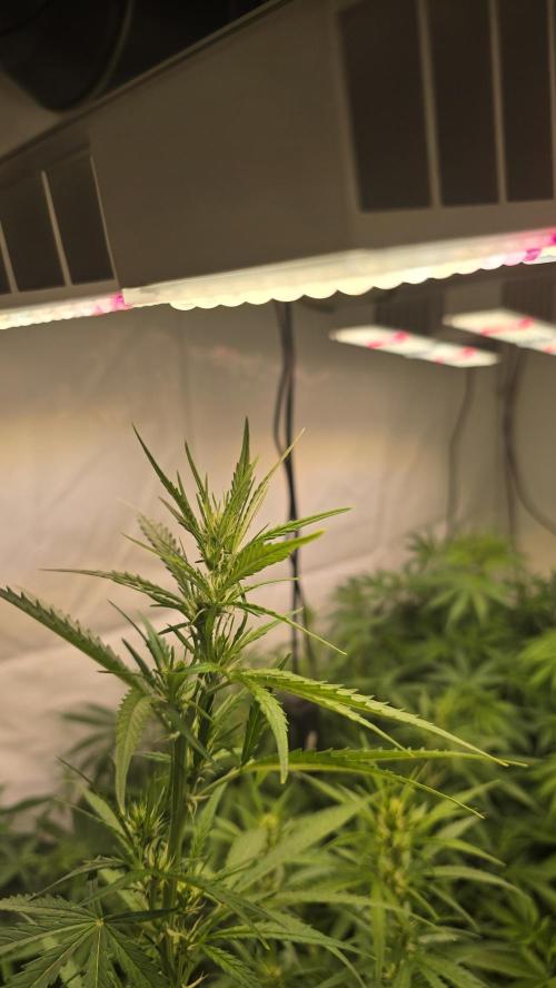 Fast Buds - Gorilla Cookies Auto by ThatsmyGrow