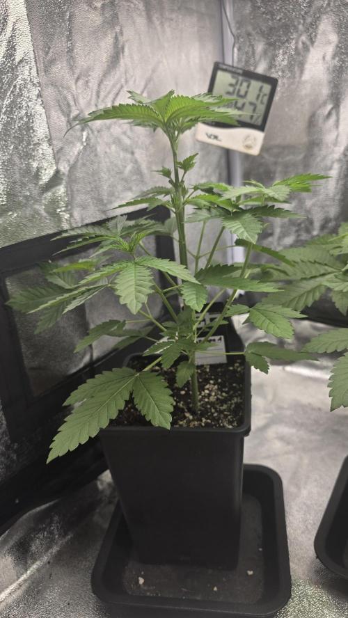 Papayton phenohunt. Week 4