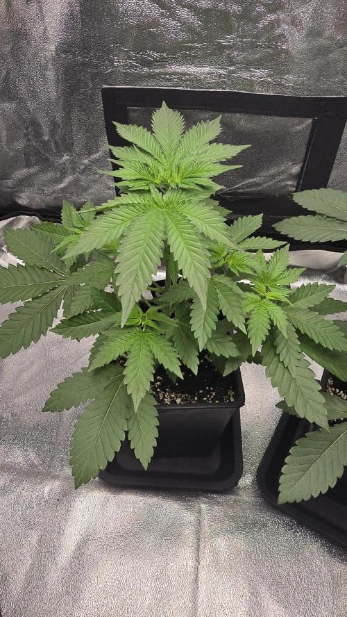 Papayton phenohunt. Week 4