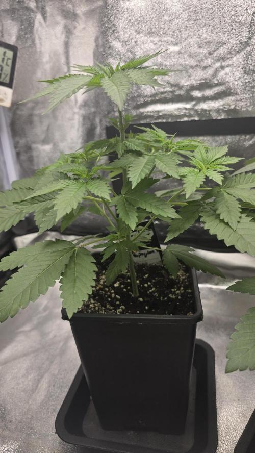 Papayton phenohunt. Week 4