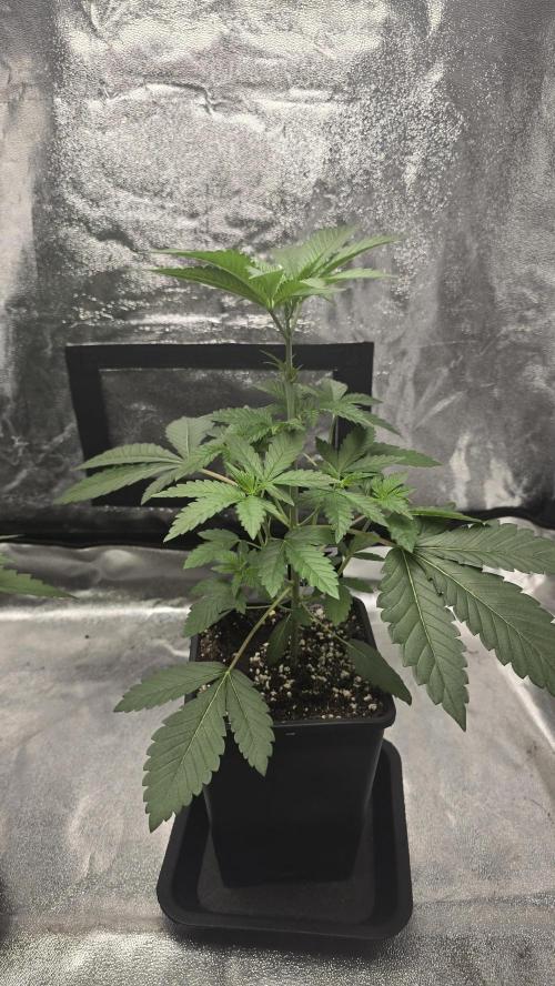 Papayton phenohunt. Week 4