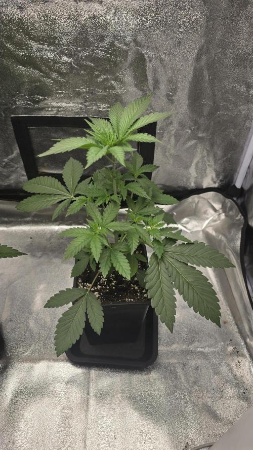 Papayton phenohunt. Week 4