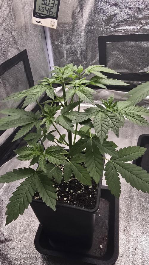 Papayton phenohunt. Week 4