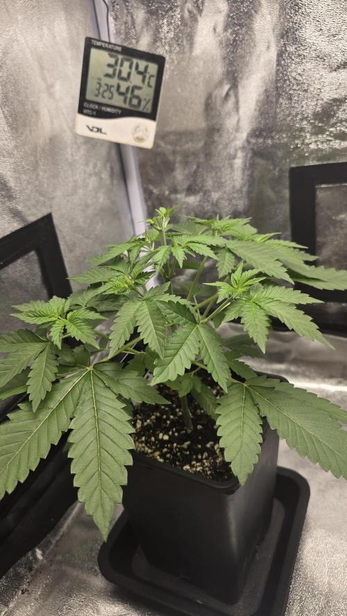 Papayton phenohunt. Week 4