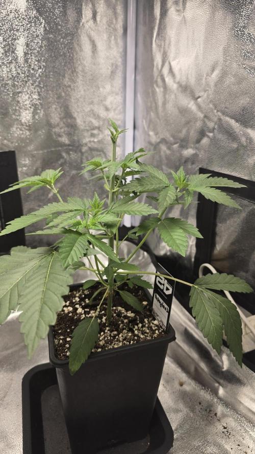 Papayton phenohunt. Week 4