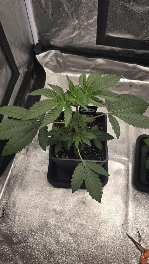 Z42 phenohunt. Week 4