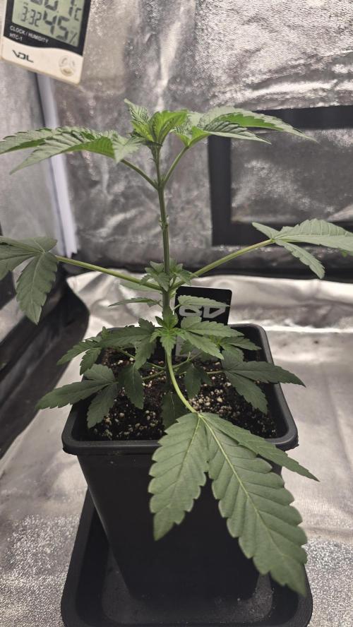 Z42 phenohunt. Week 4