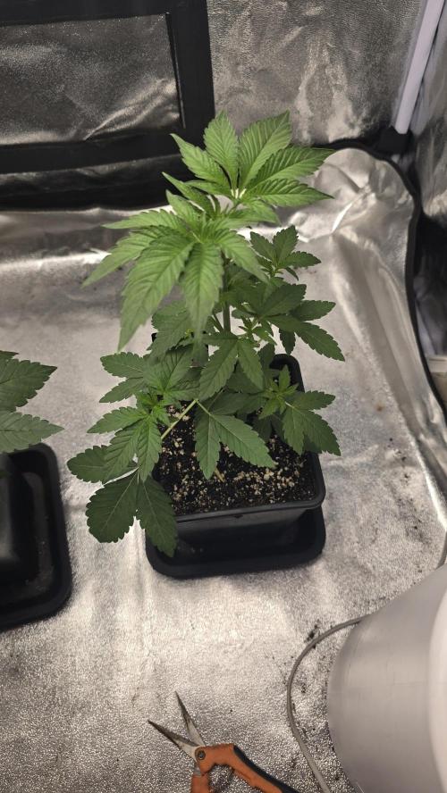 Z42 phenohunt. Week 4