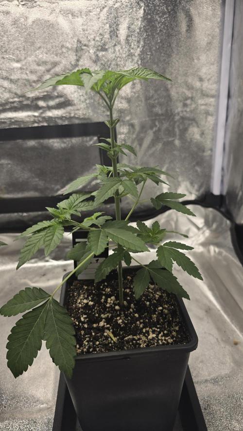 Z42 phenohunt. Week 4