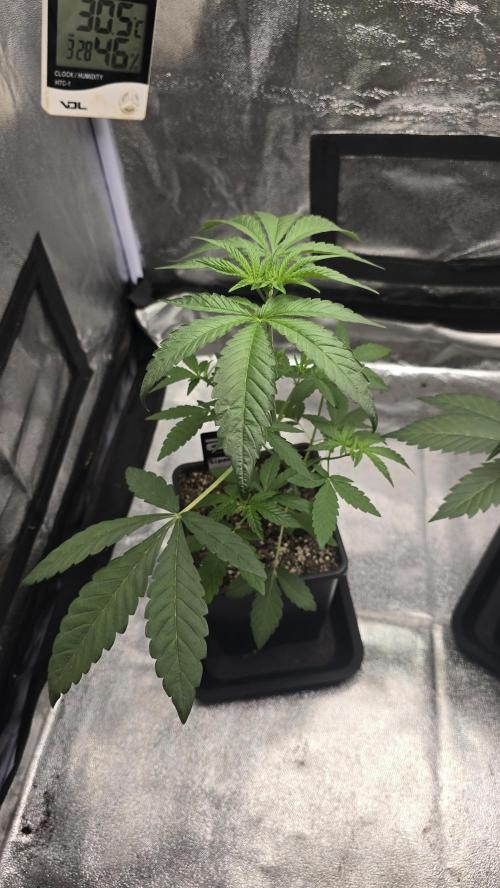Biscotti Gelato phenohunt. Week 4