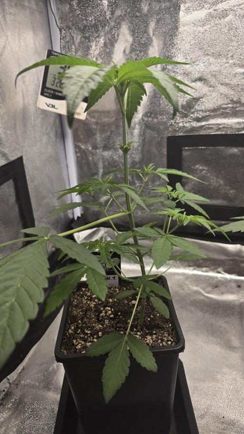 Biscotti Gelato phenohunt. Week 4
