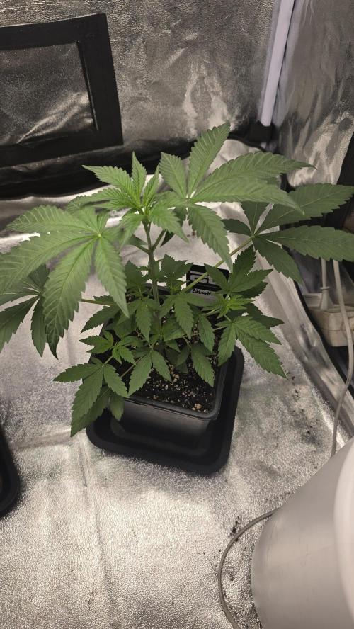 Biscotti Gelato phenohunt. Week 4