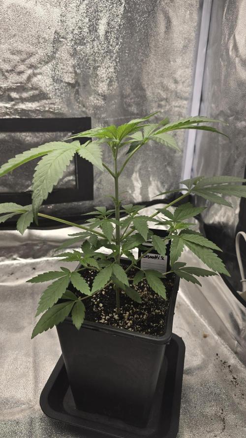 Biscotti Gelato phenohunt. Week 4