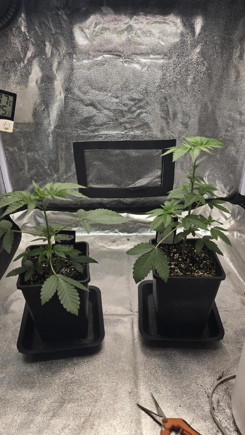 Biscotti Gelato phenohunt. Week 4