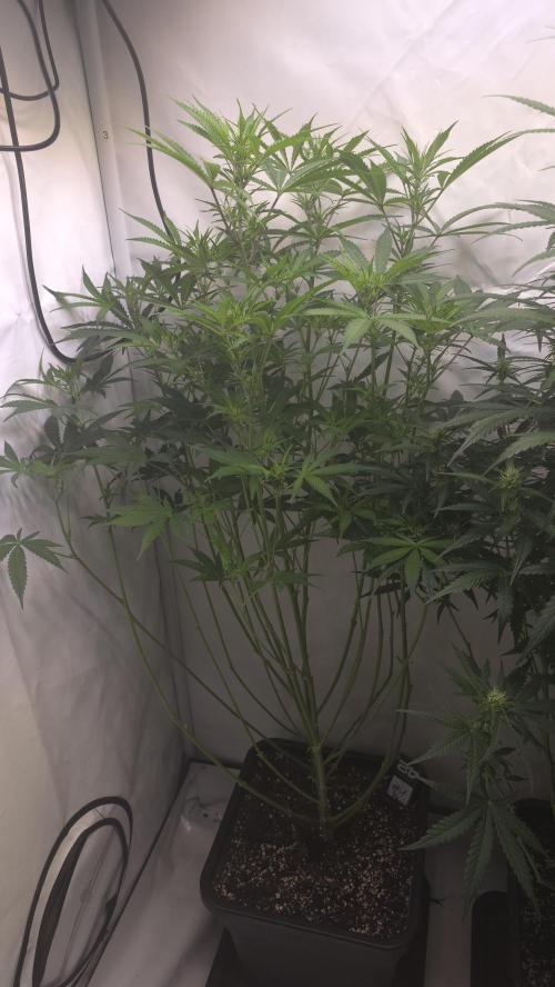 Gorilla Cookies Auto phenohunt #1. Week 7