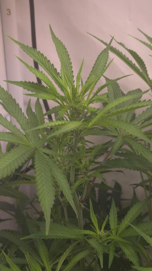 Gorilla Cookies Auto phenohunt #1. Week 7