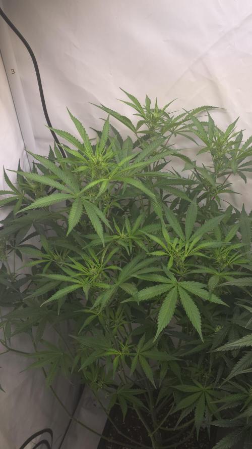 Gorilla Cookies Auto phenohunt #1. Week 7