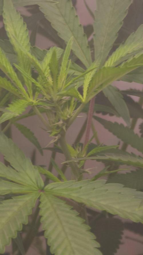 Gorilla Cookies Auto phenohunt #1. Week 7