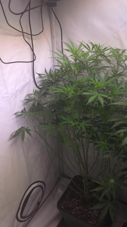 Gorilla Cookies Auto phenohunt #1
