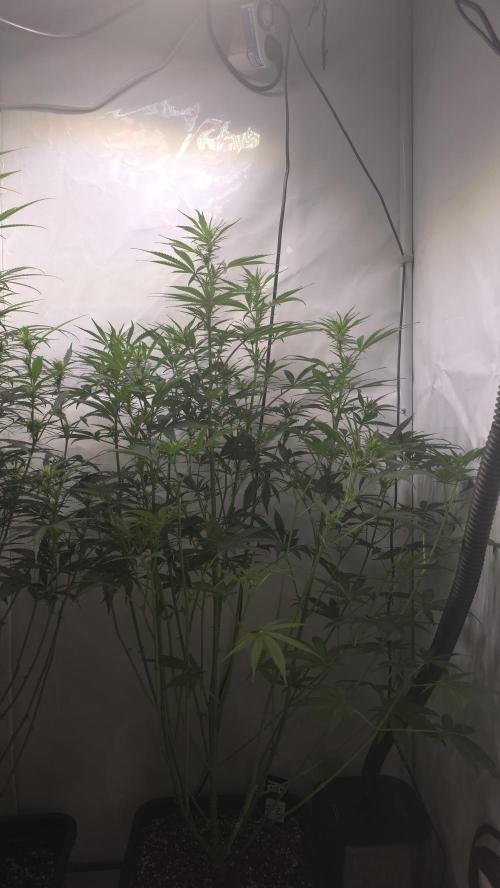 Gorilla Cookies Auto phenohunt #2. Week 7