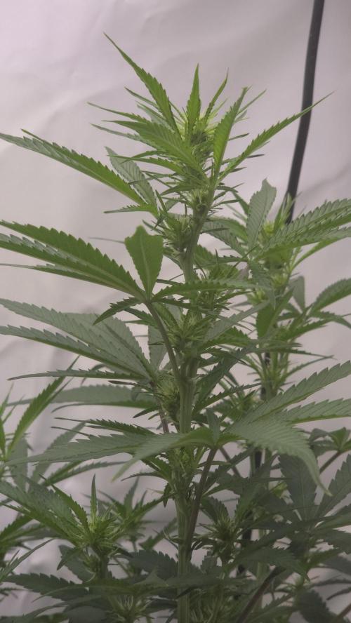 Gorilla Cookies Auto phenohunt #2. Week 7