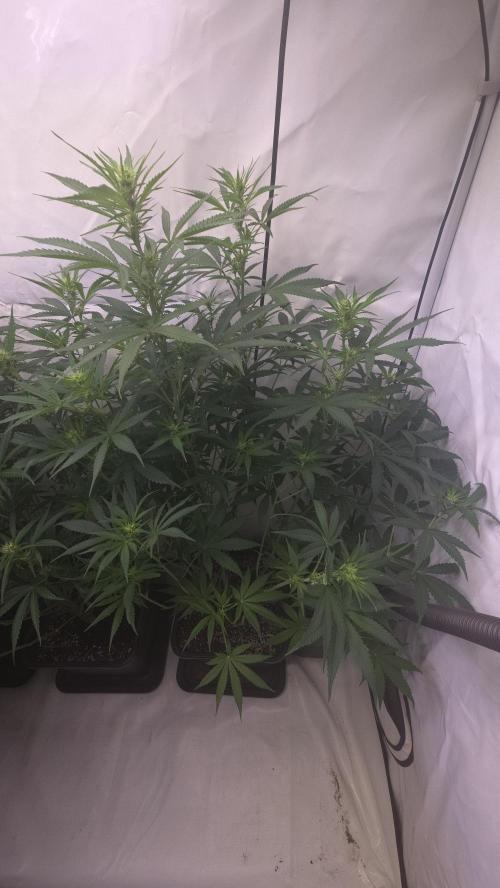 Gorilla Cookies Auto phenohunt #2. Week 7