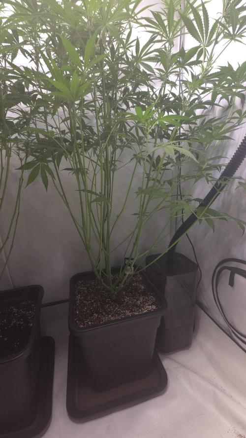 Gorilla Cookies Auto phenohunt #2. Week 7