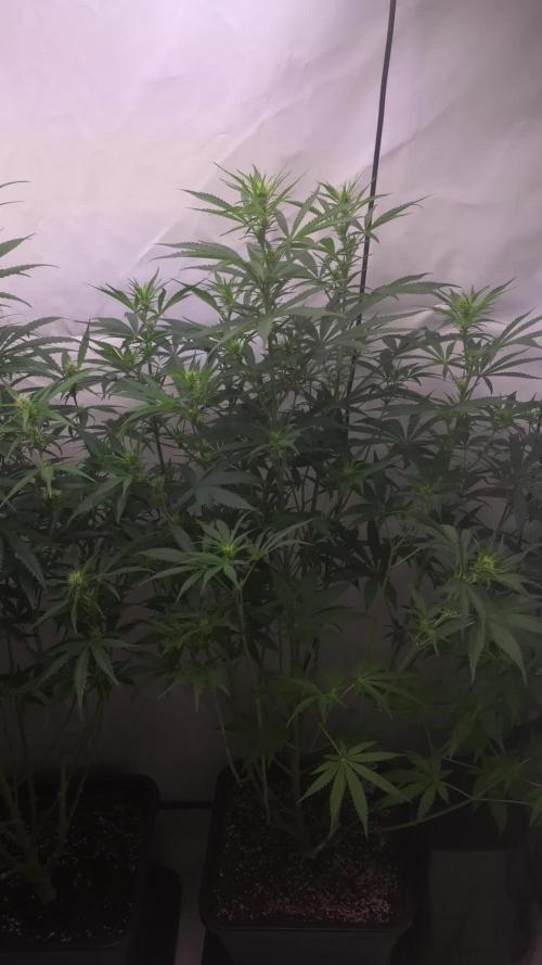 Gorilla Cookies Auto phenohunt #2