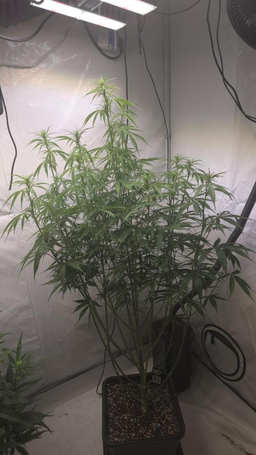 Gorilla Cookies Auto phenohunt #3. Week 7
