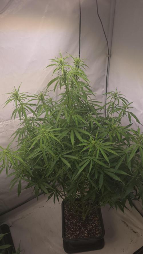 Gorilla Cookies Auto phenohunt #3. Week 7
