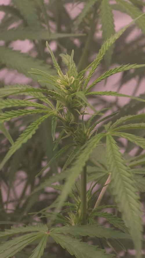 Gorilla Cookies Auto phenohunt #3. Week 7