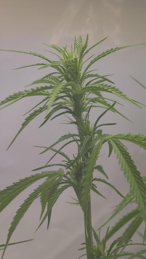 Gorilla Cookies Auto phenohunt #3. Week 7