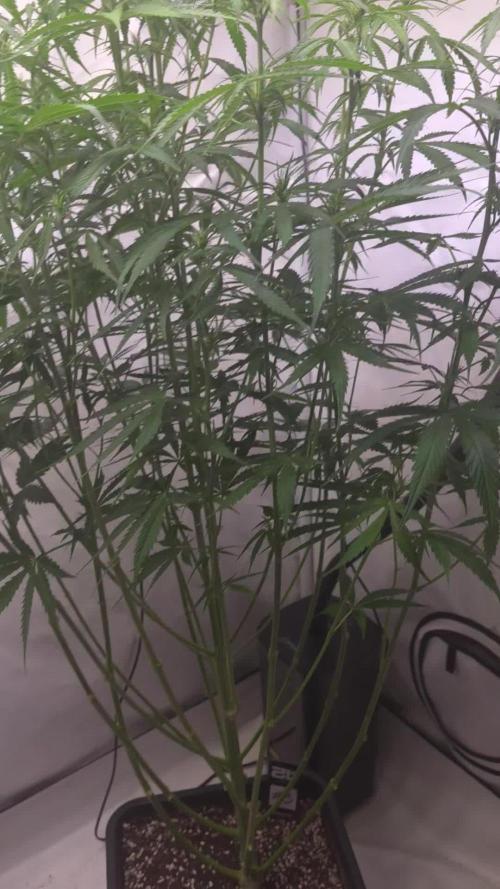 Gorilla Cookies Auto phenohunt #3