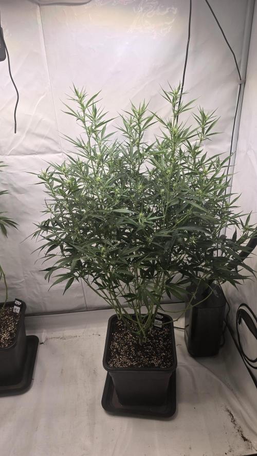 Gorilla Cookies Auto phenohunt #4. Week 7