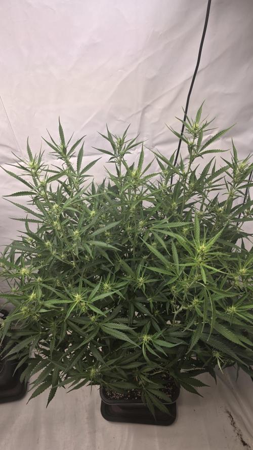 Gorilla Cookies Auto phenohunt #4. Week 7