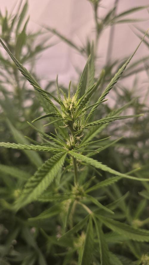 Gorilla Cookies Auto phenohunt #4. Week 7