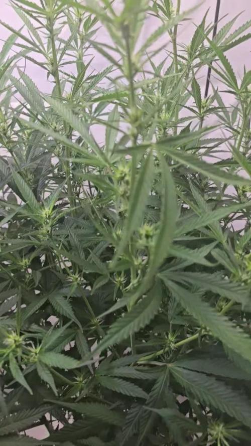 Gorilla Cookies Auto phenohunt #4