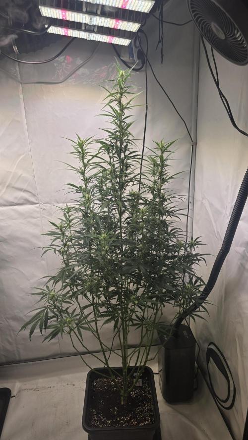 Gorilla Cookies Auto phenohunt #5. Week 7