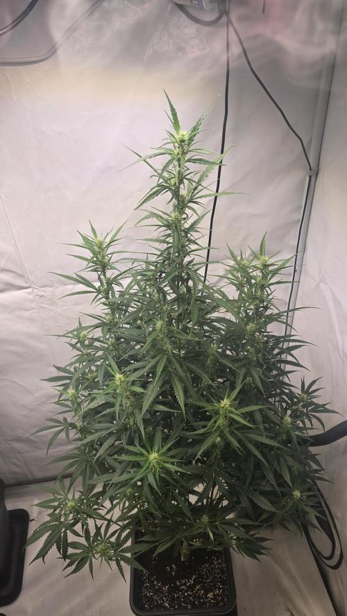 Gorilla Cookies Auto phenohunt #5. Week 7