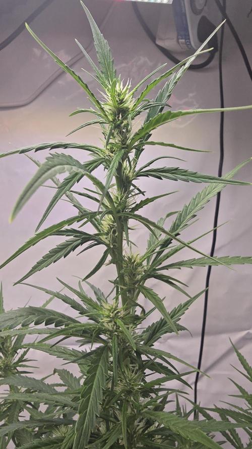 Gorilla Cookies Auto phenohunt #5. Week 7