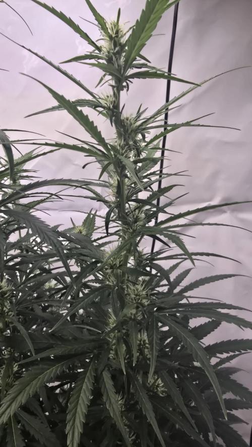 Gorilla Cookies Auto phenohunt #5. Week 7