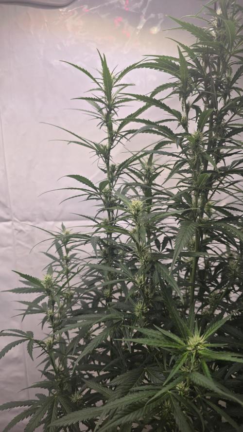 Gorilla Cookies Auto phenohunt #5. Week 7