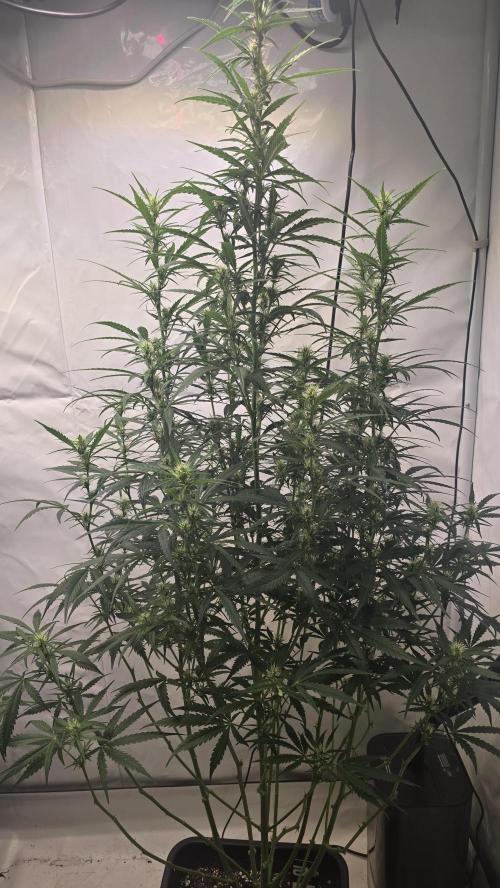 Gorilla Cookies Auto phenohunt #5. Week 7