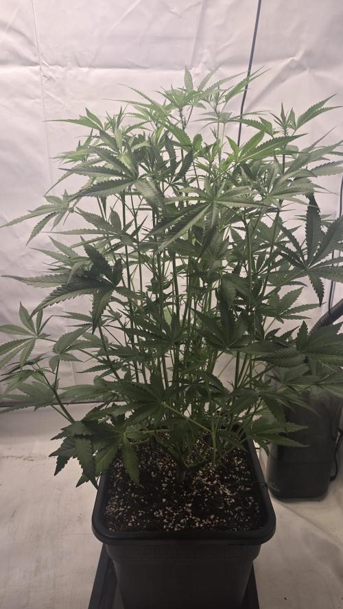 Gorilla Cookies Auto phenohunt #6. Week 7