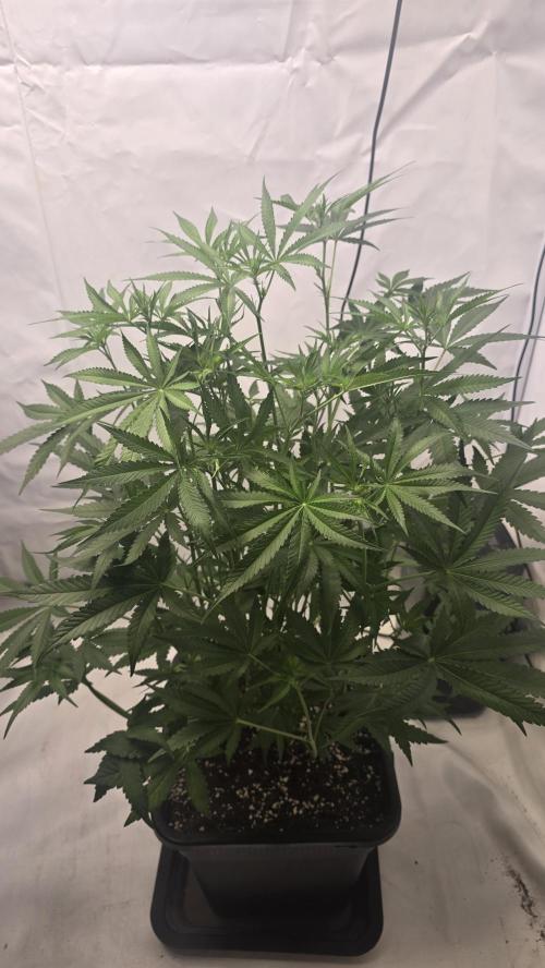 Gorilla Cookies Auto phenohunt #6. Week 7