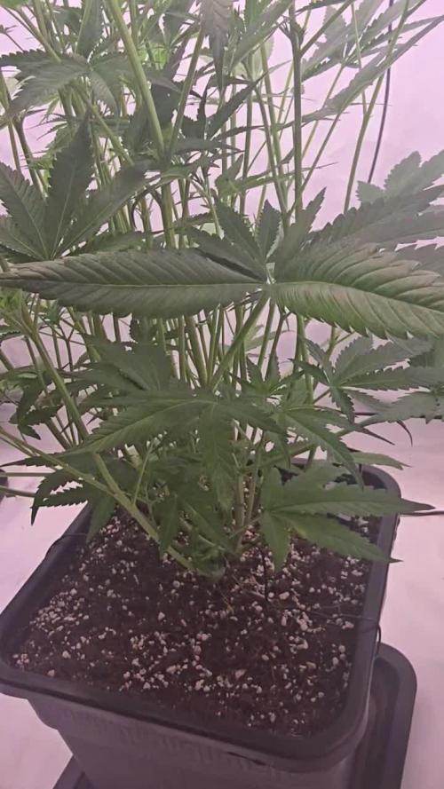 Gorilla Cookies Auto phenohunt #6